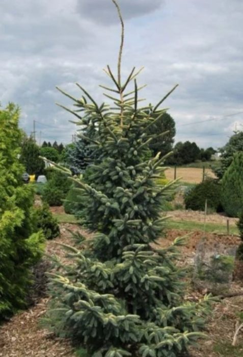 Itim na uri ng spruce na Aurea