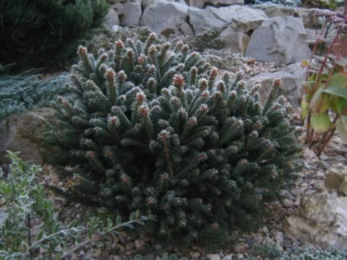 Itim na spruce na Nana