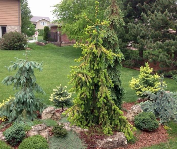 Engelmann spruce sa tanawin