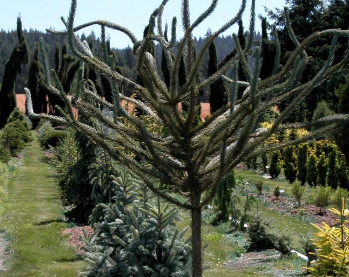 Ahas ng Engelmann Spruce