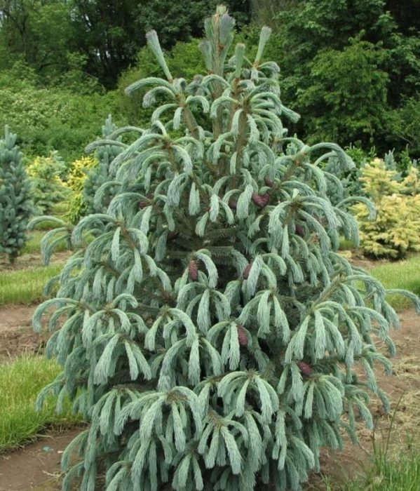 Engelmann Blue Marie Spruce