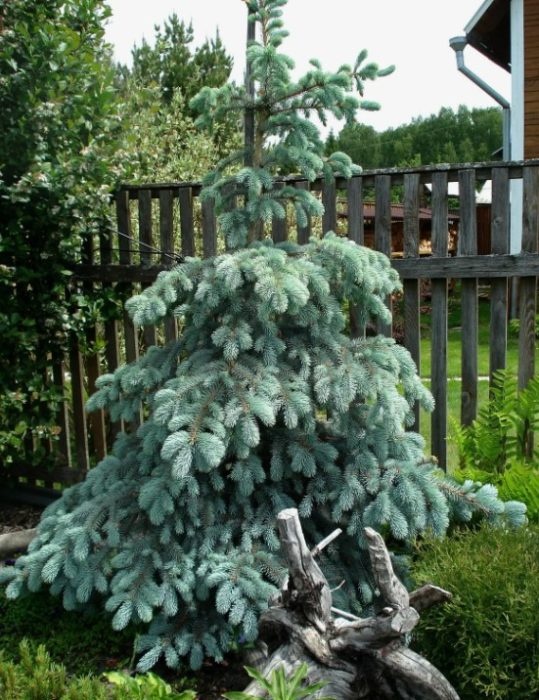 Uri ng Pendula