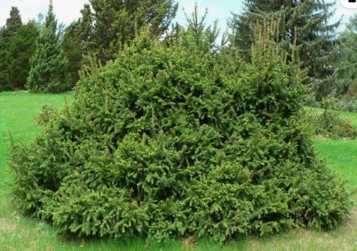Karaniwang spruce Pygmy