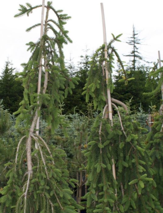 Norway spruce Bohemica