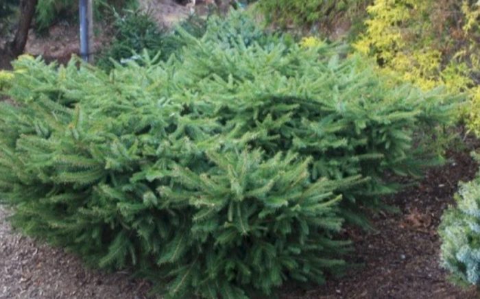 Iba't ibang uri ng spruce ng Norway na Repens