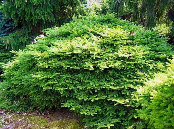 Uri ng Tabuliformis