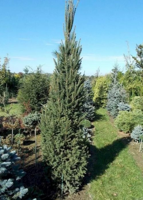 Karaniwang spruce na Fastigiata