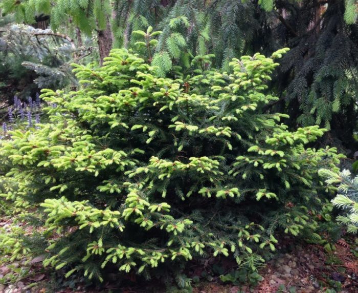Kagandahan ng Hanksgarden sa Norway spruce