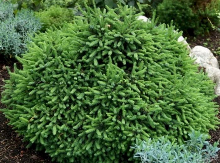 Norway spruce, uri ng Echinoformis