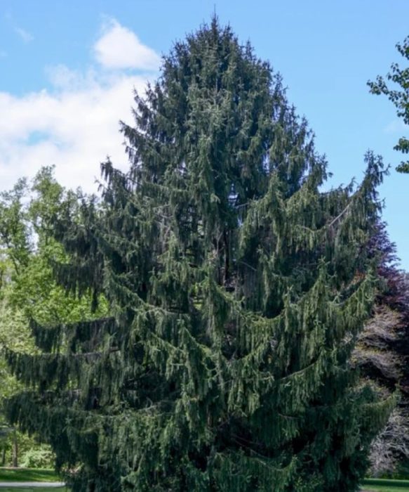 Norway spruce Viminalis