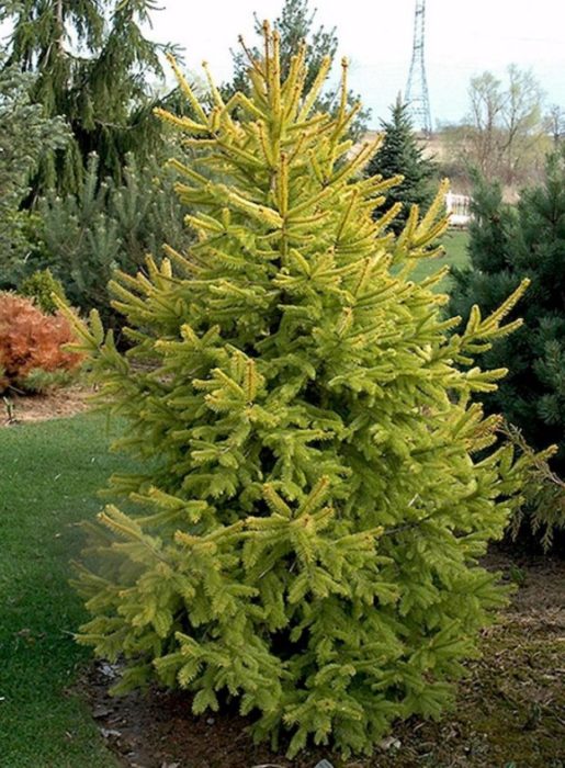 Serbyanong spruce na Aurea