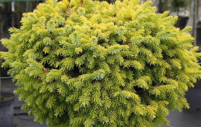 Peve Tijin, spruce ng Serbia
