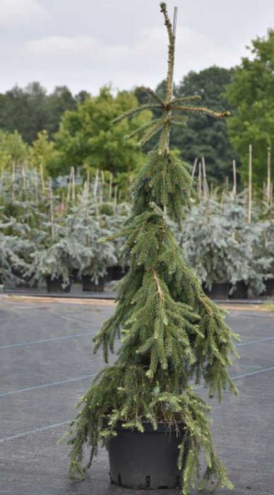 Ang Pendula Kuk ay isang Serbian spruce cultivar.