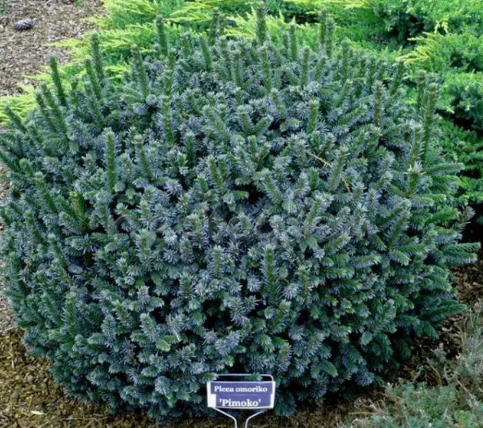 Pimoko ng spruce ng Serbia
