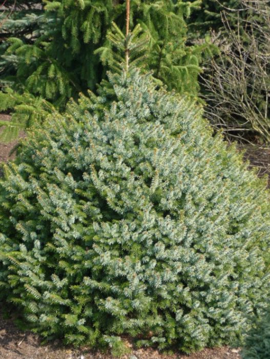 Serbian Spruce Treblitsh
