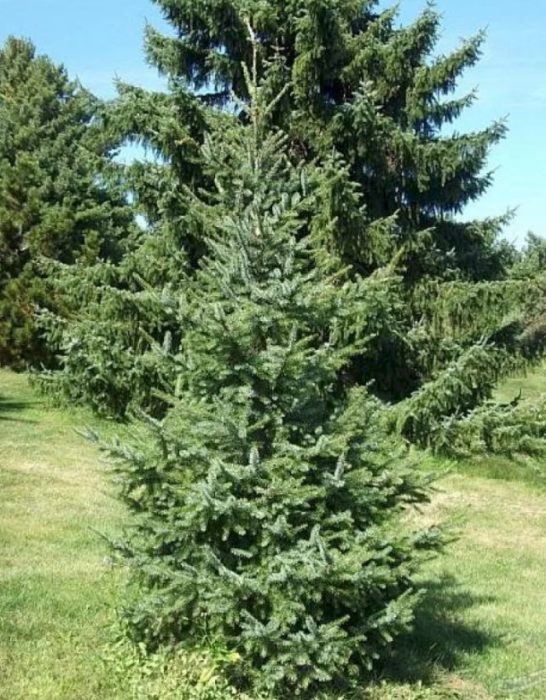 Serbyanong spruce na Freya