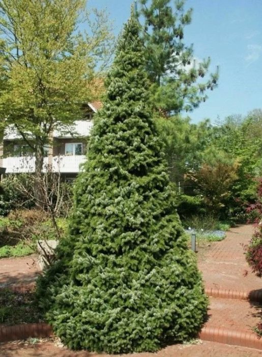 Uri ng spruce ng Serbia na Zickerhut