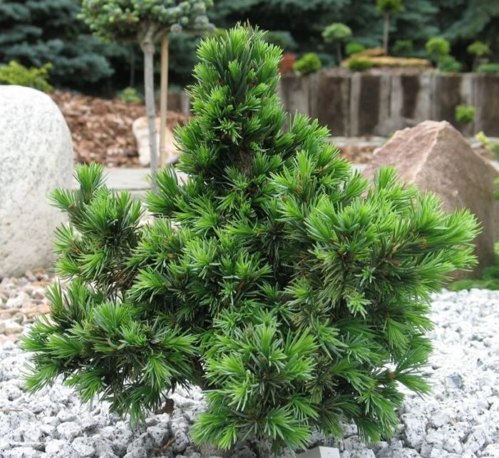 Serbian spruce, uri ng Vodan