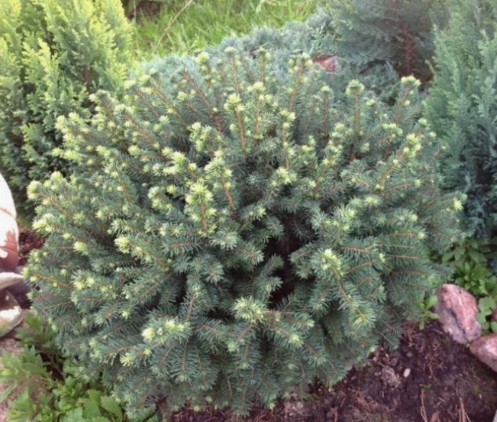 Gnome ng spruce ng Serbia
