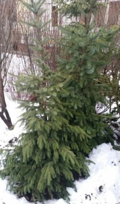 Merlin ng spruce ng Serbia