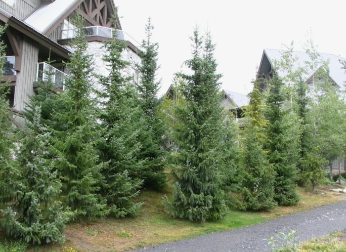 Serbian spruce sa tanawin