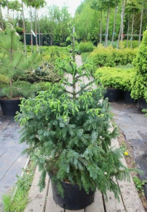 Punla ng spruce ng Serbia