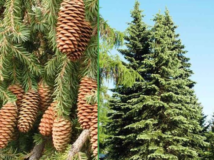 Puno at mga kono ng Siberian spruce
