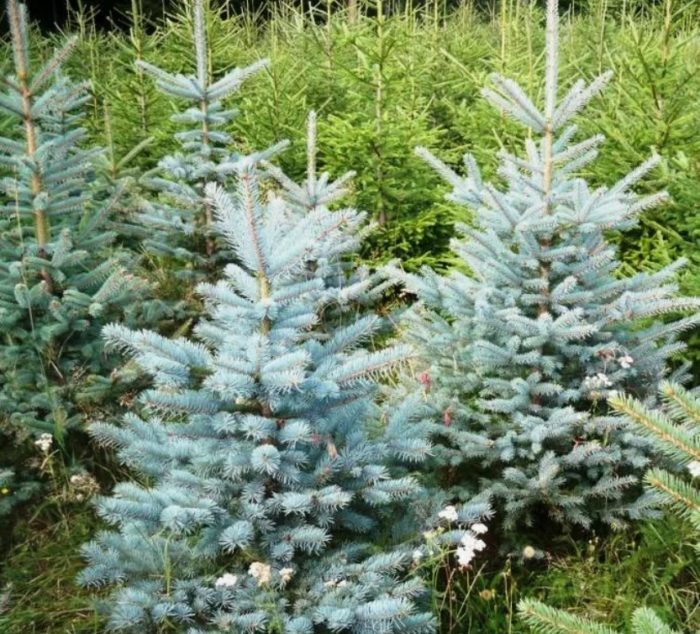 Siberian blue spruce