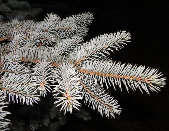 Siberian Pechora spruce