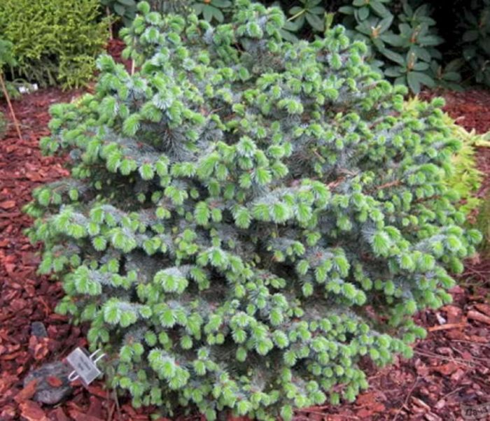 Sitka spruce Papoose