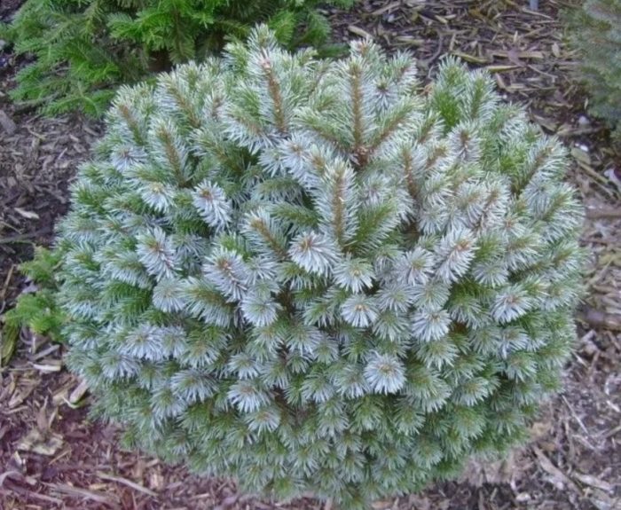 Sitka Spruce Nana
