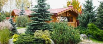 Spruce sa tanawin