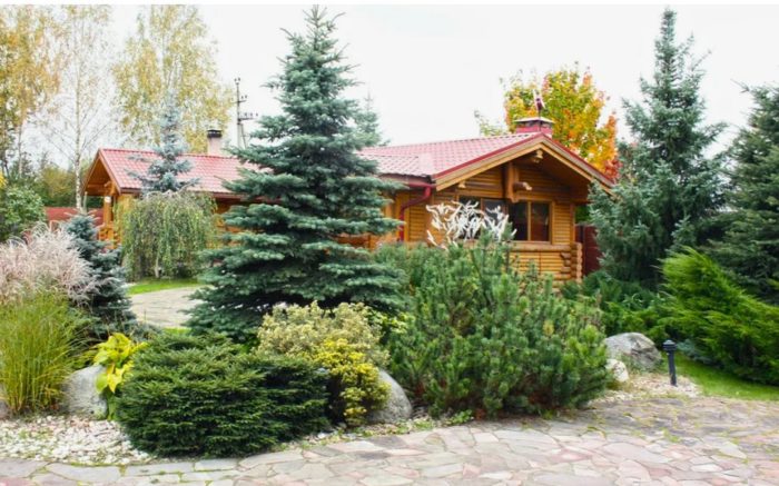 Spruce sa tanawin