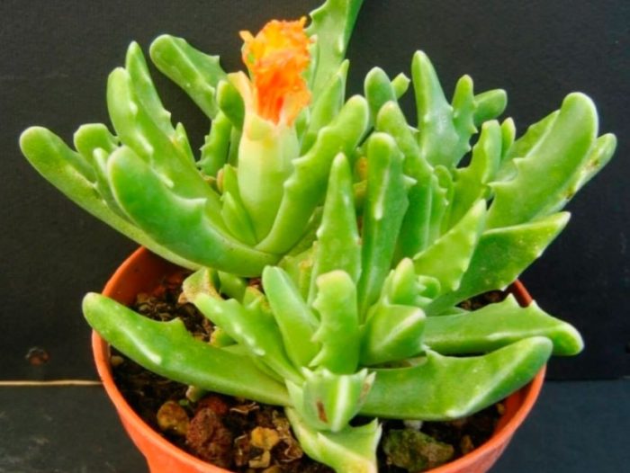 Faucaria na may maliliit na ngipin
