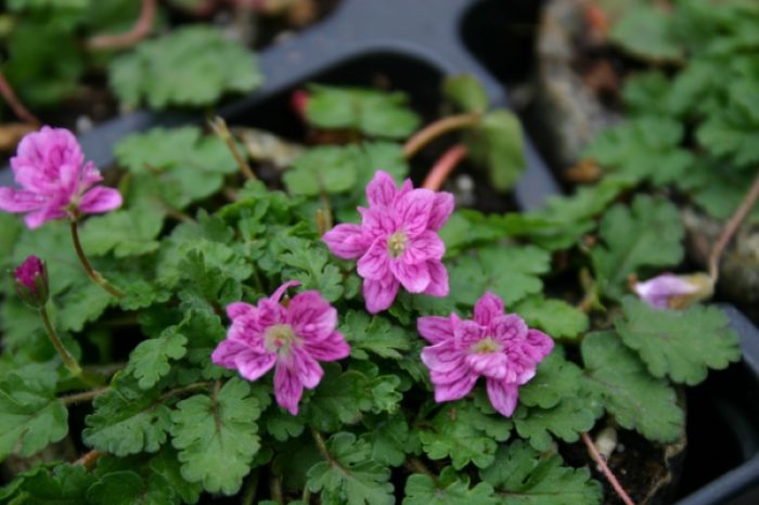 Uri ng tagak na Flore Pleno