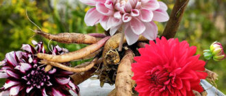 Mga bulaklak at tubers ng Dahlia