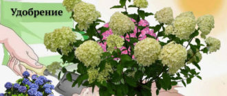 Pagpapataba ng mga hydrangea