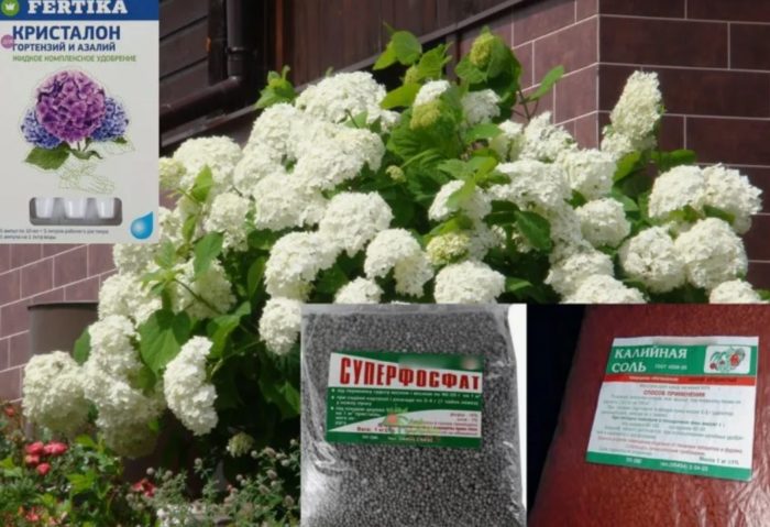 Mga pataba para sa hydrangea
