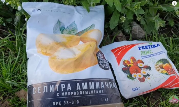 Ammonium nitrate para sa hydrangea