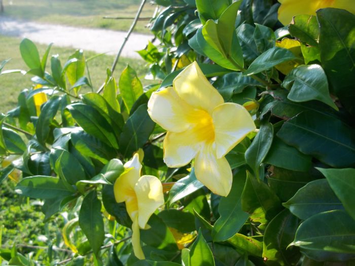 Allamanda grandiflora