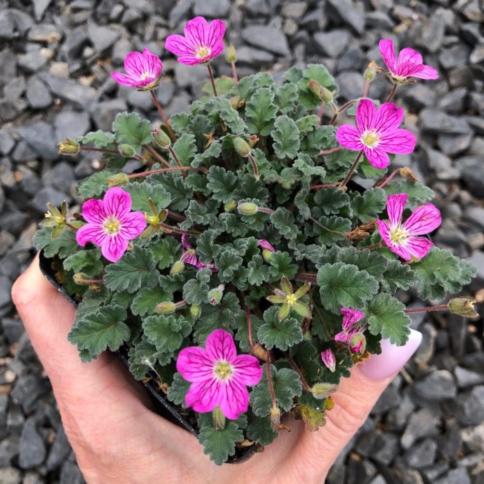 Bigote ng Tagak na Pabagu-bago (Erodium x variabile)