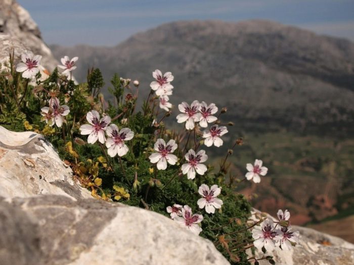 Damo ng Tagak na Mabato (Erodium cheilanthifolium)