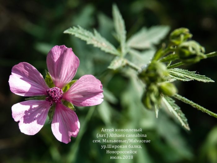 Marshmallow (Althaea cannabina)