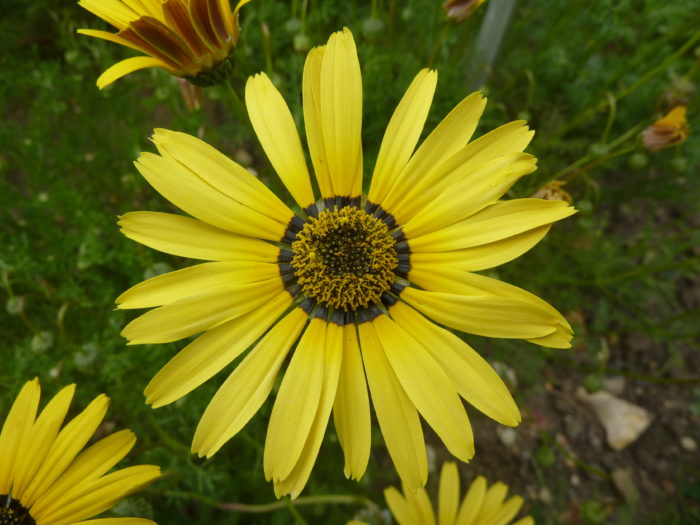 Ursinia speciosa