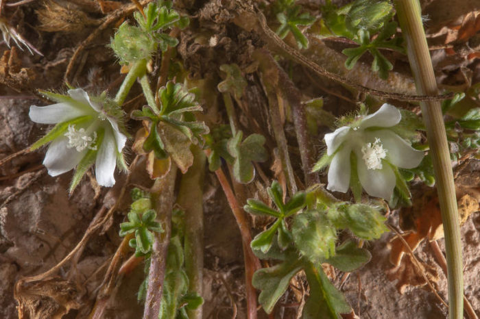 Marshmallow (Althaea ludwigii L.)