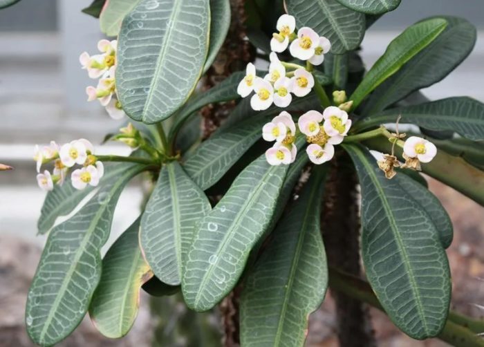 Suklay ng Euphorbia
