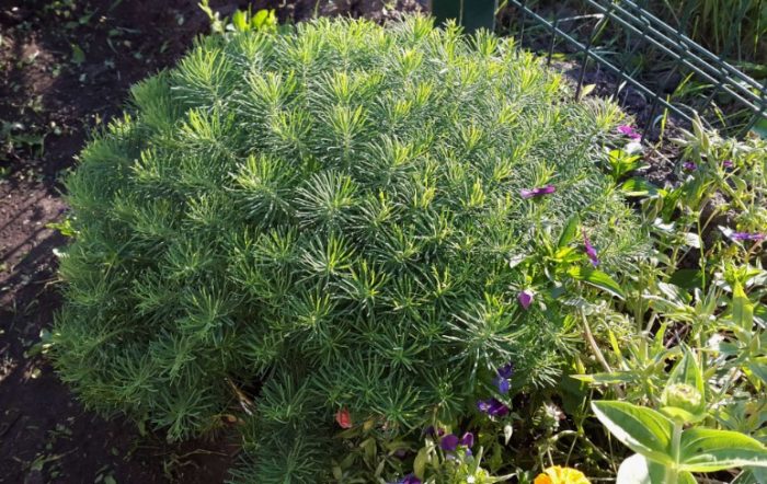 Cypress spurge