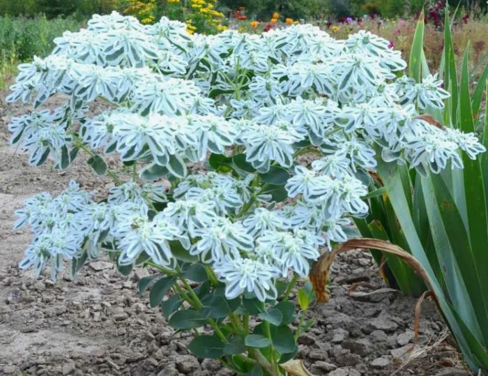 Euphorbia marginata