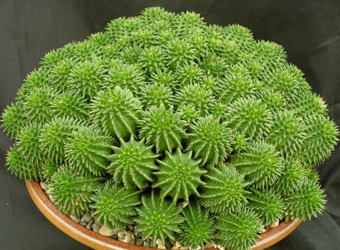 Euphorbia Suzanne
