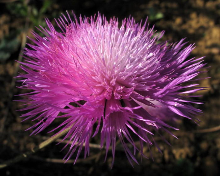 Amberboa ng musk (Amberboa moschata)